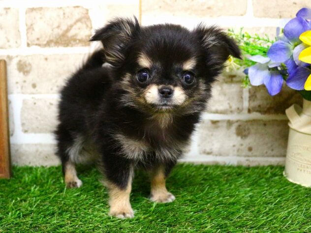 兵庫県のチワワ(ロング) (ペット・プラザ アミーゴ神戸西店/2026年1月27日生まれ/男の子/ブラックタンホワイト)の子犬の3枚目の画像