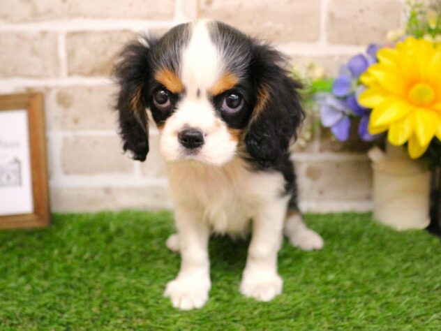 兵庫県のキャバリアキングチャールズスパニエル (ペット・プラザ アミーゴ神戸西店/2026年2月8日生まれ/女の子/トライカラー)の子犬の1枚目の画像