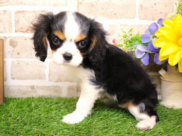 兵庫県のキャバリアキングチャールズスパニエル (ペット・プラザ アミーゴ神戸西店/2026年2月8日生まれ/女の子/トライカラー)の子犬の2枚目の画像