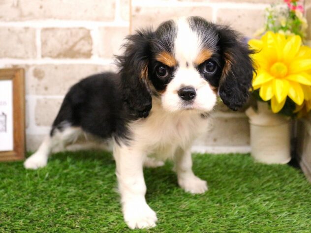 兵庫県のキャバリアキングチャールズスパニエル (ペット・プラザ アミーゴ神戸西店/2026年2月8日生まれ/女の子/トライカラー)の子犬の3枚目の画像