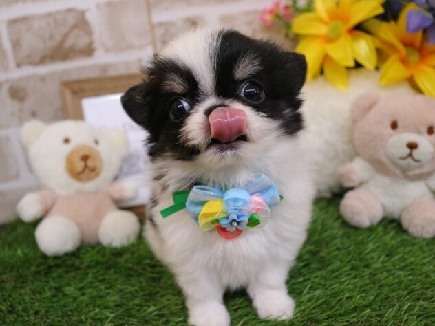 兵庫県のチワワ(ロング) (ペット・プラザ アミーゴ神戸西店/2026年2月2日生まれ/男の子/ブラックタンホワイト)の子犬の4枚目の画像