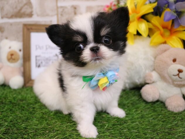 兵庫県のチワワ(ロング) (ペット・プラザ アミーゴ神戸西店/2026年2月2日生まれ/男の子/ブラックタンホワイト)の子犬の3枚目の画像