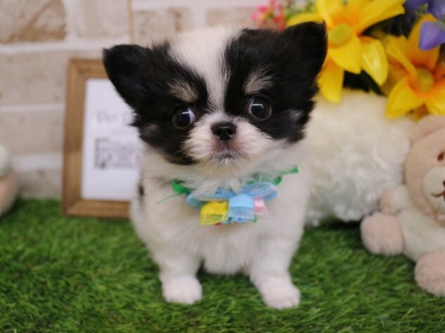 兵庫県のチワワ(ロング) (ペット・プラザ アミーゴ神戸西店/2026年2月2日生まれ/男の子/ブラックタンホワイト)の子犬の2枚目の画像