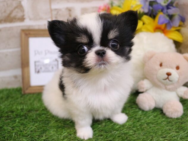 兵庫県のチワワ(ロング) (ペット・プラザ アミーゴ神戸西店/2026年2月2日生まれ/男の子/ブラックタンホワイト)の子犬の1枚目の画像