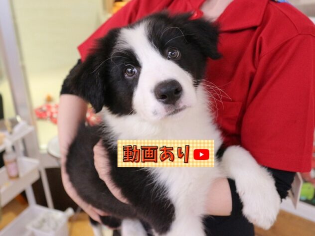 兵庫県のボーダーコリー (ペット・プラザ アミーゴ神戸西店/2026年1月25日生まれ/男の子/ブラックホワイト)の子犬の1枚目の画像