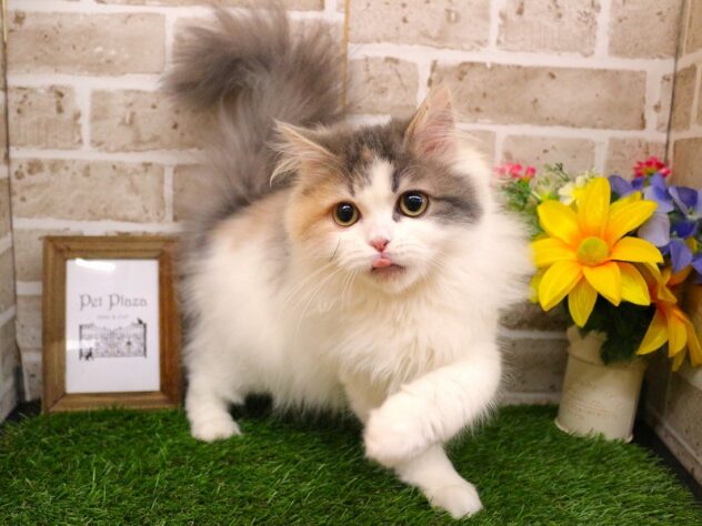 兵庫県のサイベリアン (ペット・プラザ アミーゴ神戸西店/2025年10月13日生まれ/女の子/ダイリュートキャリコ)の子猫の1枚目の画像