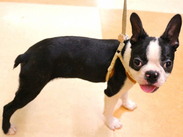 兵庫県のボストンテリア (ペット・プラザ アミーゴ明石魚住店/2025年11月30日生まれ/男の子/ボストンカラー)の子犬の1枚目の画像