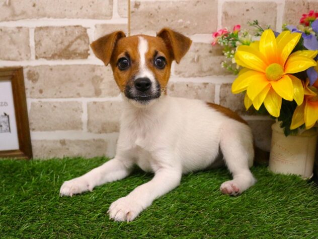 兵庫県のジャックラッセルテリア (ペット・プラザ アミーゴ神戸西店/2026年1月3日生まれ/男の子/ホワイトタン)の子犬の1枚目の画像