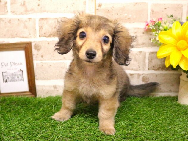 兵庫県のミニチュアダックスフンド(ロング) (ペット・プラザ アミーゴ神戸西店/2026年1月1日生まれ/女の子/シェーデットイエロー)の子犬の1枚目の画像