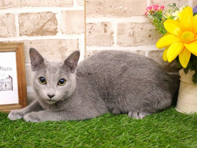 兵庫県のロシアンブルー (ペット・プラザ アミーゴ神戸西店/2025年11月11日生まれ/男の子/ブルー)の子猫の2枚目の画像