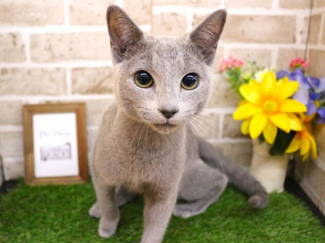 兵庫県のロシアンブルー (ペット・プラザ アミーゴ神戸西店/2025年11月11日生まれ/男の子/ブルー)の子猫の1枚目の画像