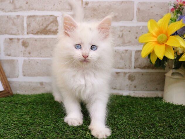 2026年2月14日生まれのメインクーン