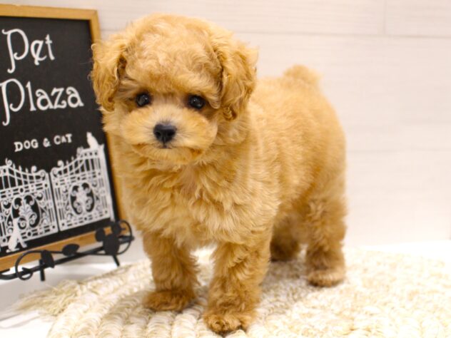 大阪府のトイプードル(トイ) (ペット・プラザ アミーゴ箕面店/2026年2月25日生まれ/男の子/オレンジフォーン)の子犬の2枚目の画像