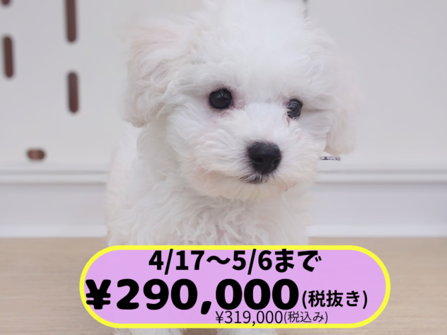 岡山県のビションフリーゼ (アミーゴ中庄店/2026年1月28日生まれ/女の子/06 ホワイト系)の子犬の1枚目の画像