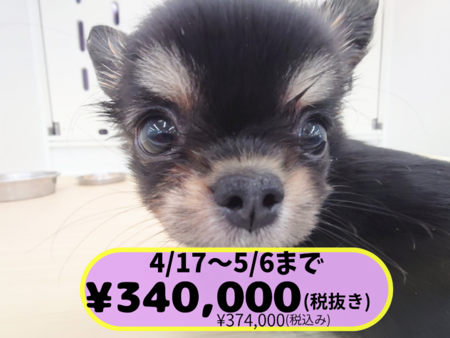 岡山県のチワワ(ロング) (アミーゴ中庄店/2026年1月17日生まれ/男の子/ブラックタンホワイト)の子犬