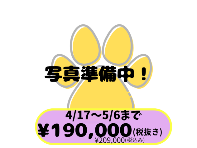 岡山県のアメリカンショートヘアー (アミーゴ中庄店/2026年2月17日生まれ/女の子/シルバータビー)の子猫
