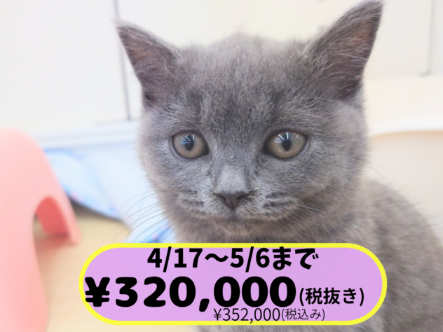 岡山県のブリティッシュショートヘアー (アミーゴ中庄店/2026年1月31日生まれ/女の子/ブルー)の子猫