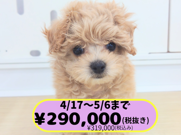 岡山県のハーフ犬・ミックス犬 (アミーゴ中庄店/2026年2月2日生まれ/女の子/クリーム)の子犬の1枚目の画像