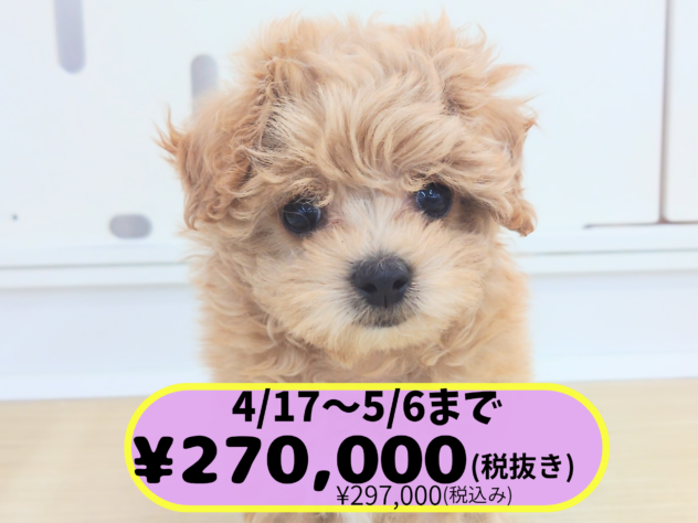 岡山県のハーフ犬・ミックス犬 (アミーゴ中庄店/2026年2月2日生まれ/女の子/クリーム)の子犬