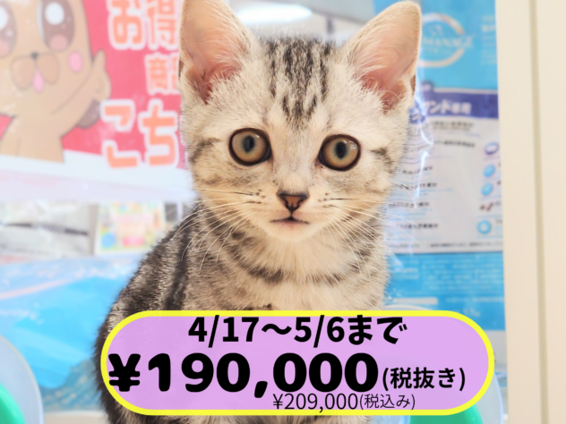 岡山県のアメリカンショートヘアー (アミーゴ中庄店/2026年2月17日生まれ/女の子/シルバータビー)の子猫