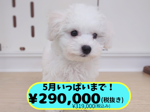 岡山県のビションフリーゼ (アミーゴ中庄店/2026年1月28日生まれ/女の子/06 ホワイト系)の子犬の1枚目の画像
