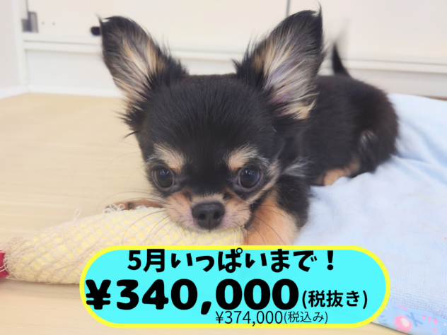 岡山県のチワワ(ロング) (アミーゴ中庄店/2026年1月17日生まれ/男の子/ブラックタンホワイト)の子犬の1枚目の画像