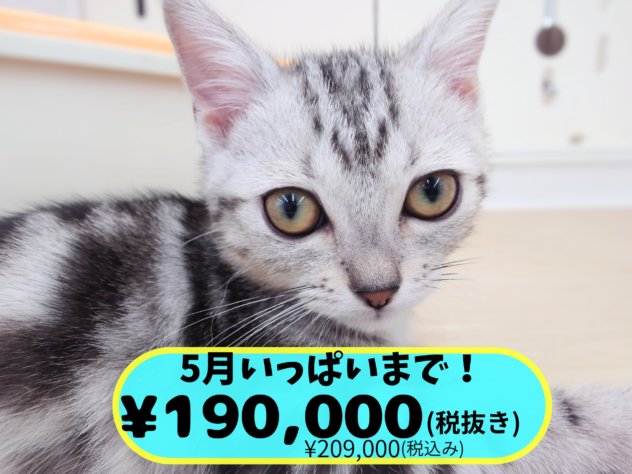 岡山県のアメリカンショートヘアー (アミーゴ中庄店/2026年2月17日生まれ/女の子/シルバータビー)の子猫の1枚目の画像