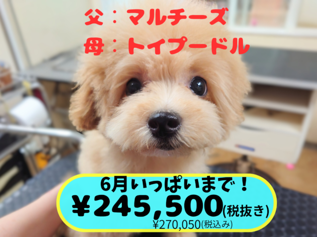 岡山県のハーフ犬・ミックス犬 (アミーゴ中庄店/2026年2月2日生まれ/女の子/クリーム)の子犬の1枚目の画像