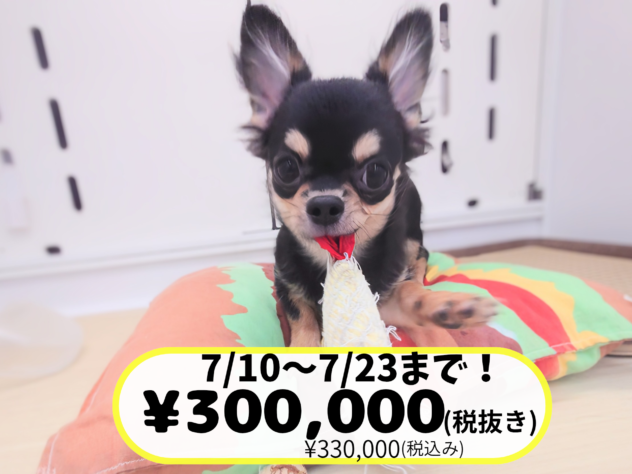 岡山県のチワワ(ロング) (アミーゴ中庄店/2026年1月17日生まれ/男の子/ブラックタンホワイト)の子犬の1枚目の画像
