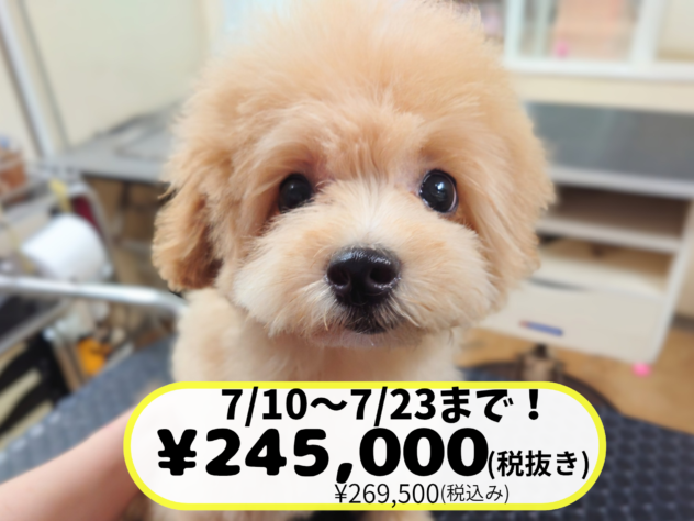 岡山県のハーフ犬・ミックス犬 (アミーゴ中庄店/2026年2月2日生まれ/女の子/クリーム)の子犬の1枚目の画像