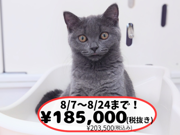 岡山県のブリティッシュショートヘアー (アミーゴ中庄店/2026年1月31日生まれ/女の子/ブルー)の子猫の1枚目の画像