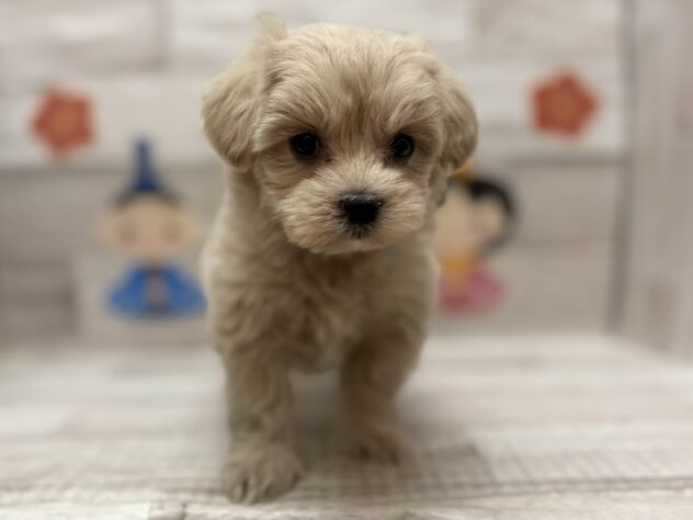 秋田県のハーフ犬・ミックス犬 (アミーゴ横手店/2026年1月29日生まれ/女の子/アプリコット)の子犬