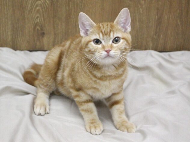 兵庫県のアメリカンショートヘアー (ペット・プラザ アミーゴ明石魚住店/2026年1月4日生まれ/男の子/レッドタビー)の子猫の1枚目の画像