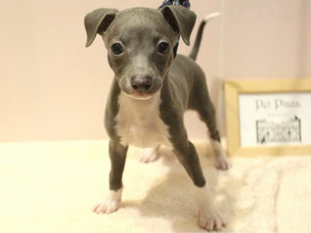 兵庫県のイタリアングレーハウンド (ペット・プラザ アミーゴ明石魚住店/2026年2月28日生まれ/男の子/ブルーホワイトマーキングス)の子犬の1枚目の画像
