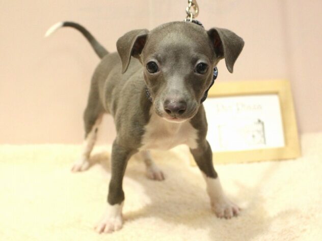 兵庫県のイタリアングレーハウンド (ペット・プラザ アミーゴ明石魚住店/2026年2月28日生まれ/男の子/ブルーホワイトマーキングス)の子犬の2枚目の画像