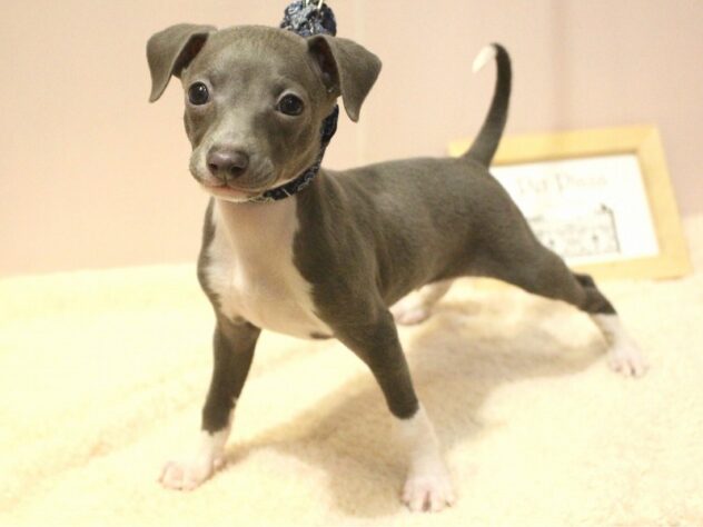 兵庫県のイタリアングレーハウンド (ペット・プラザ アミーゴ明石魚住店/2026年2月28日生まれ/男の子/ブルーホワイトマーキングス)の子犬の3枚目の画像