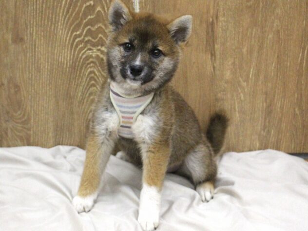 兵庫県の柴犬(標準サイズ) (ペット・プラザ アミーゴ明石魚住店/2026年1月29日生まれ/女の子/赤)の子犬の1枚目の画像