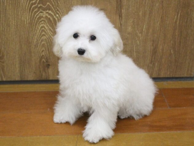 兵庫県のトイプードル(トイ) (ペット・プラザ アミーゴ明石魚住店/2025年12月19日生まれ/男の子/ホワイト)の子犬の1枚目の画像