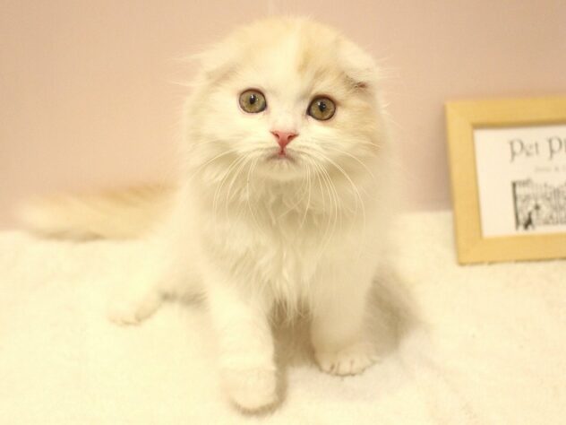 兵庫県のスコティッシュフォールド (ペット・プラザ アミーゴ明石魚住店/2026年2月8日生まれ/男の子/クリームタビーホワイトバン)の子猫の1枚目の画像