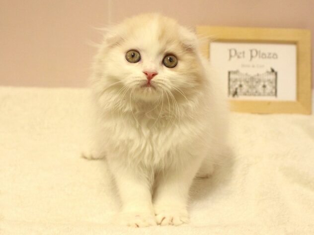 兵庫県のスコティッシュフォールド (ペット・プラザ アミーゴ明石魚住店/2026年2月8日生まれ/男の子/クリームタビーホワイトバン)の子猫の2枚目の画像