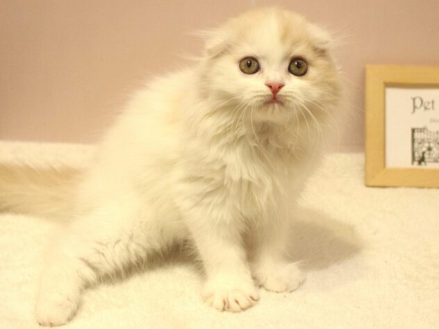 兵庫県のスコティッシュフォールド (ペット・プラザ アミーゴ明石魚住店/2026年2月8日生まれ/男の子/クリームタビーホワイトバン)の子猫の3枚目の画像