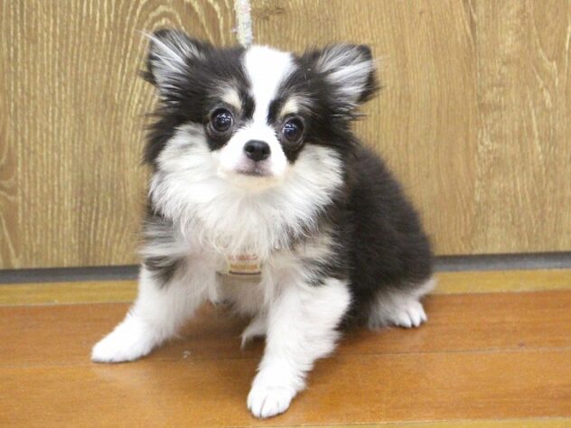 兵庫県のチワワ(ロング) (ペット・プラザ アミーゴ明石魚住店/2025年12月18日生まれ/女の子/ブラックタンホワイト)の子犬の1枚目の画像