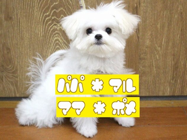 兵庫県のハーフ犬・ミックス犬 (ペット・プラザ アミーゴ明石魚住店/2025年12月15日生まれ/女の子/ホワイトクリーム)の子犬の1枚目の画像