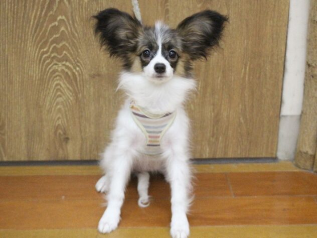 兵庫県のパピヨン (ペット・プラザ アミーゴ明石魚住店/2026年1月1日生まれ/女の子/ホワイトブラウン)の子犬の1枚目の画像