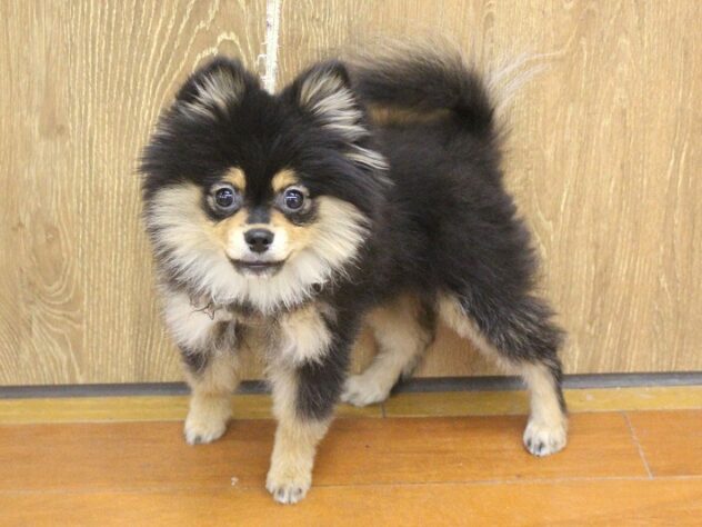 兵庫県のポメラニアン (ペット・プラザ アミーゴ明石魚住店/2025年12月6日生まれ/女の子/ブラックタン)の子犬の1枚目の画像