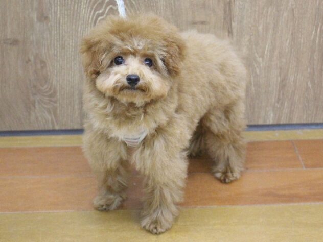 兵庫県のトイプードル(トイ) (ペット・プラザ アミーゴ明石魚住店/2025年12月7日生まれ/女の子/レッド)の子犬の1枚目の画像