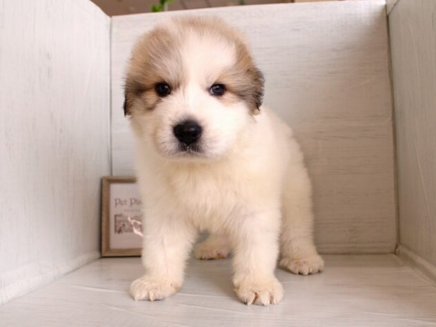 兵庫県のグレートピレニーズ (ペット・プラザ アミーゴつかしん店/2026年2月4日生まれ/男の子/ホワイトグレーマーキング)の子犬の2枚目の画像