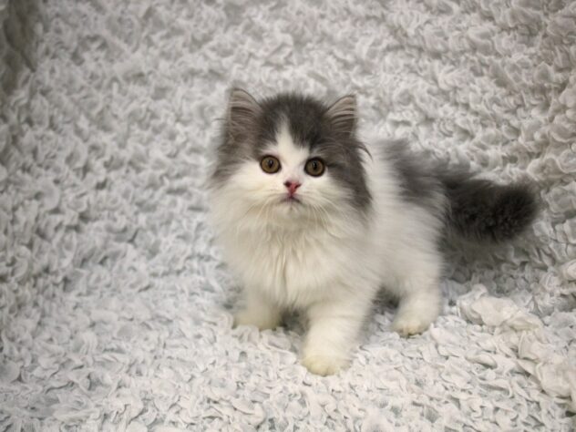 兵庫県のサイベリアン (ペット・プラザ アミーゴ尼崎昭和通店/2026年2月4日生まれ/女の子/ブルーホワイト)の子猫