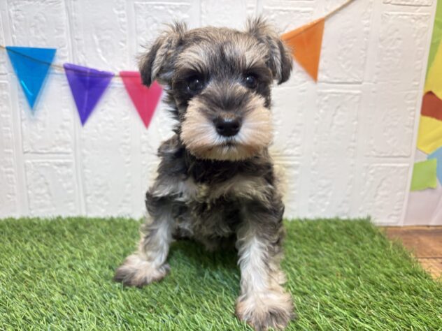 福島県のミニチュアシュナウザー (アミーゴ郡山南店/2026年2月14日生まれ/女の子/ソルトペッパー)の子犬