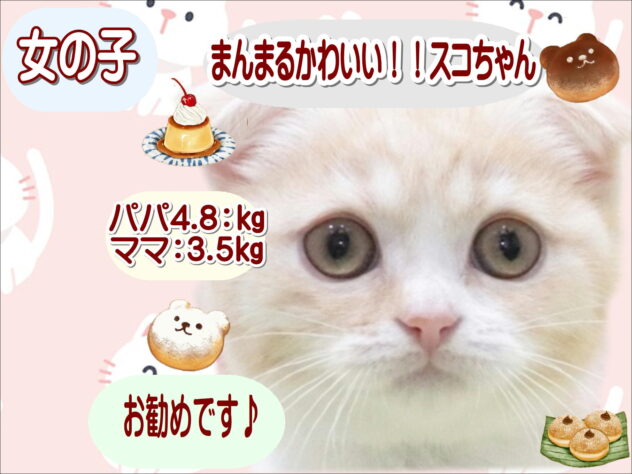 大阪府のスコティッシュフォールド (アミーゴ鳳店/2026年2月5日生まれ/女の子/レッドタビーホワイト)の子猫の1枚目の画像